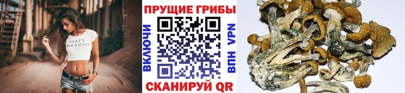Галлюциногенные грибы Psilocybine cubensis Калач
